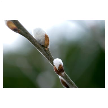 Calaf of Persica willow ، گل بیدک ، گربه بید ، شاه بید ، بید طبری 